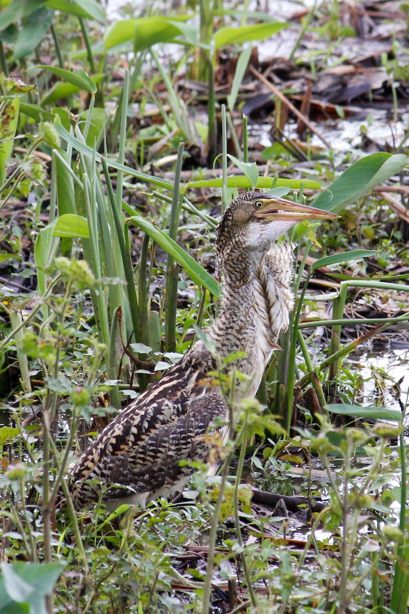 Pinnated Bittern - ML481189151