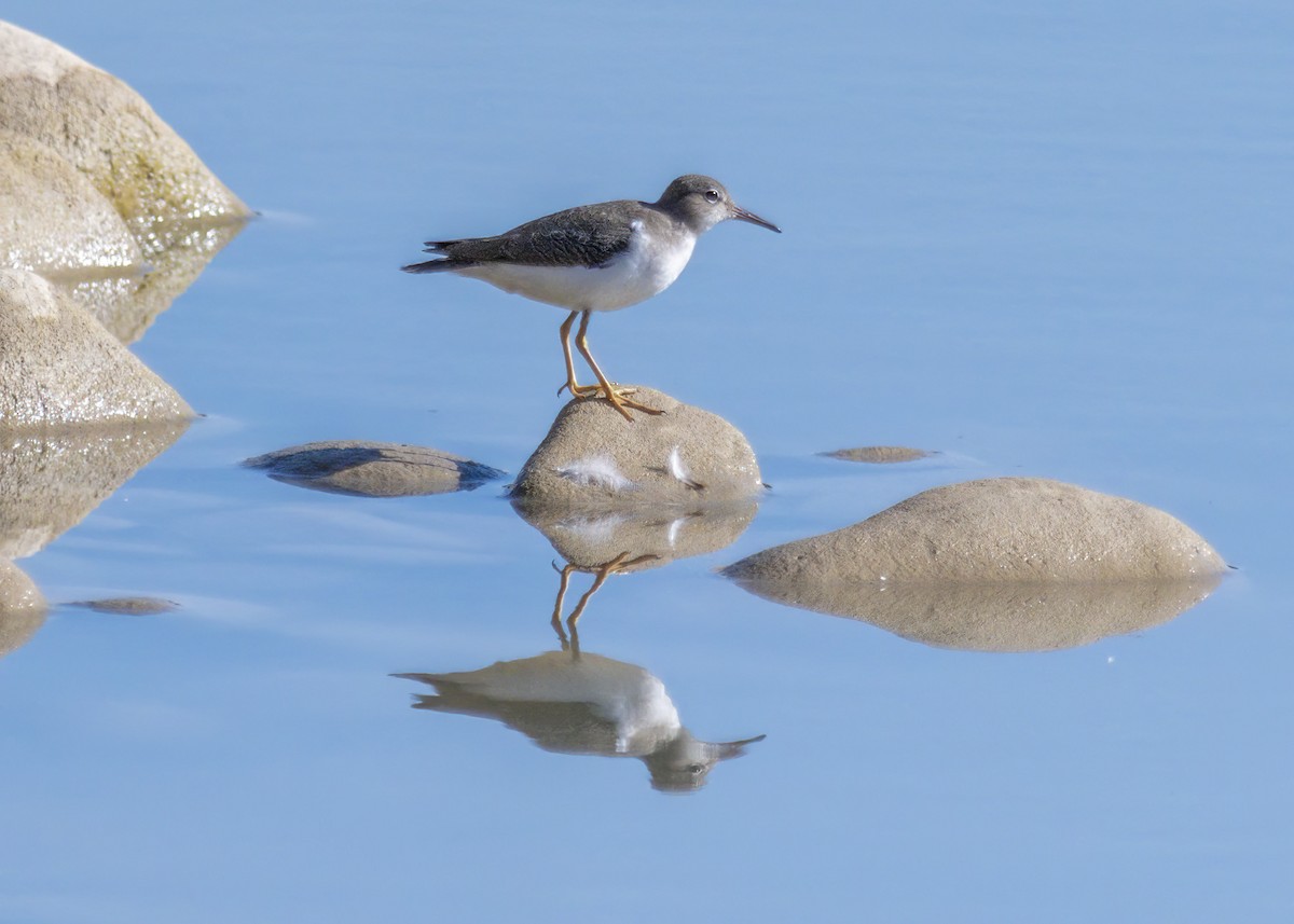 Spotted Sandpiper - ML481189511