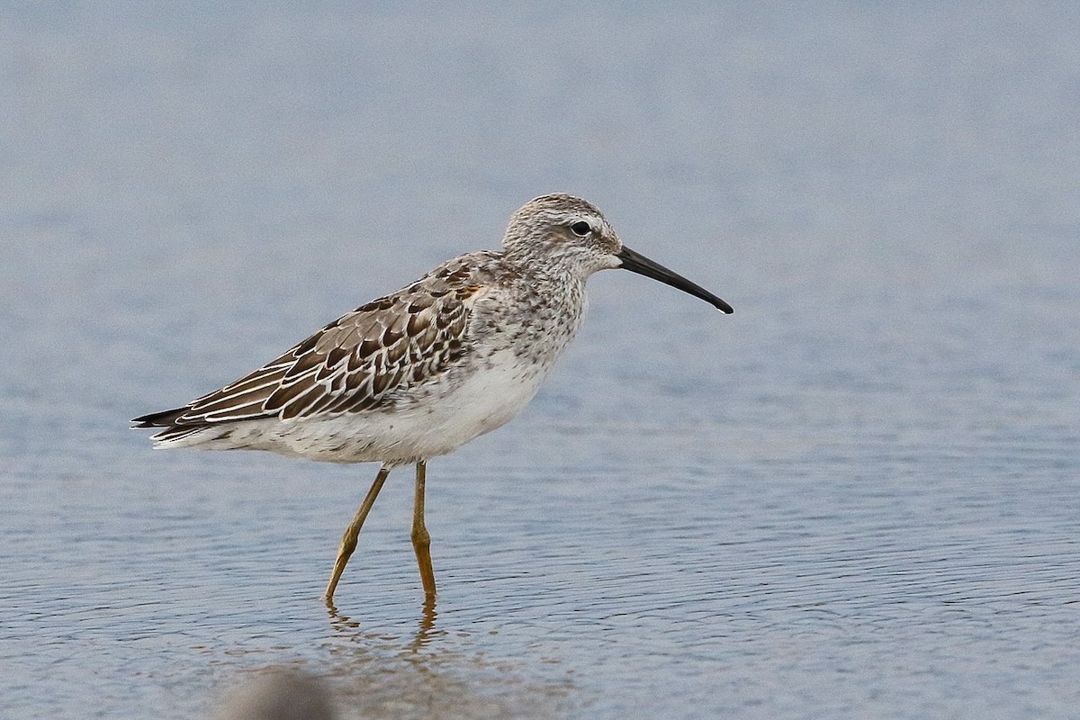 Stilt Sandpiper - ML481189571