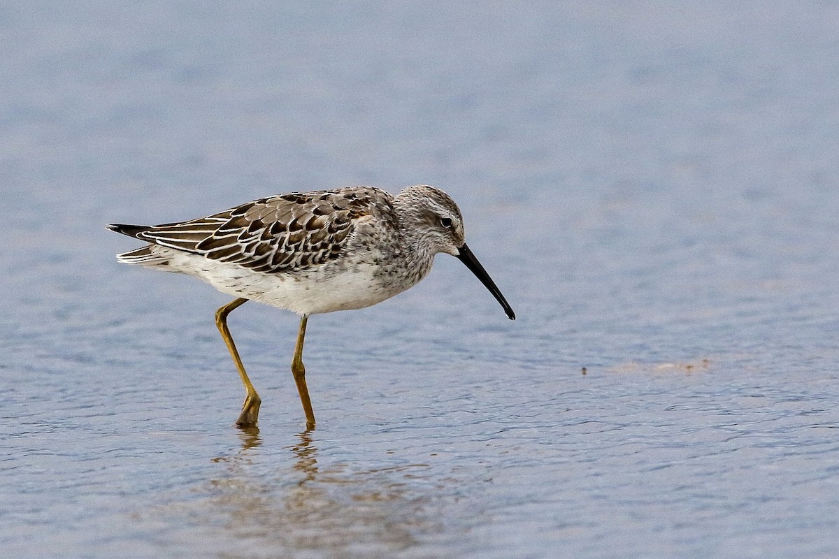 Stilt Sandpiper - Victor Stoll