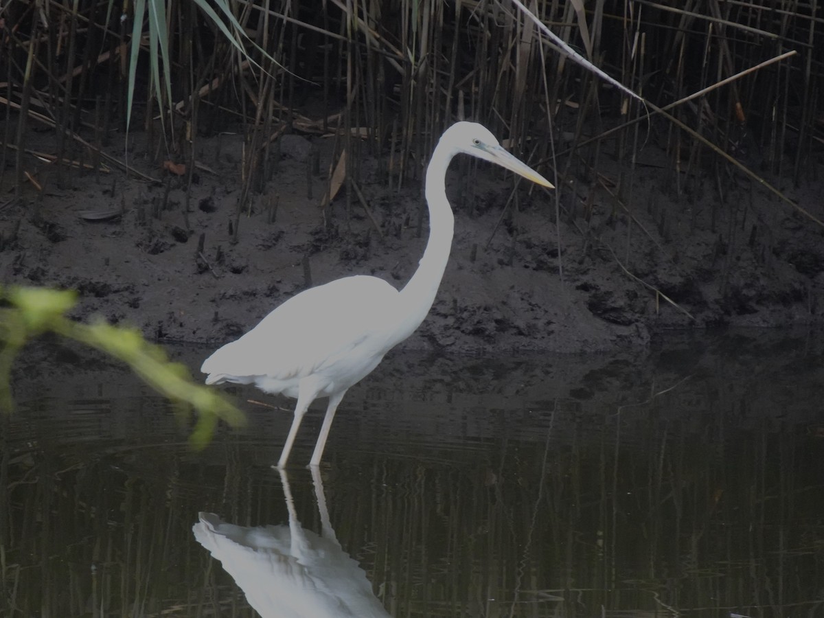 Great Blue Heron (Great White) - ML481189841