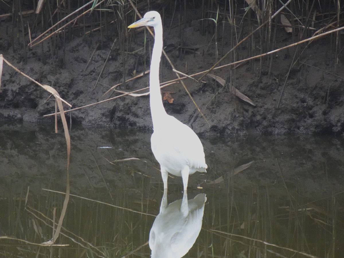 Great Blue Heron (Great White) - ML481189851