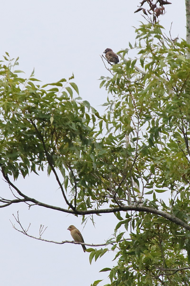 Blue Grosbeak - ML481190451