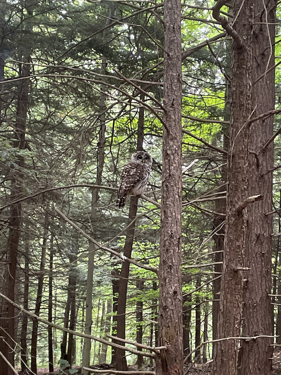 Barred Owl - ML481190661