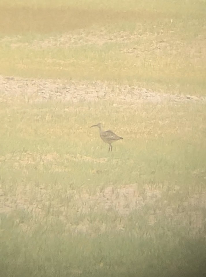 アメリカチュウシャクシギ - ML481192041