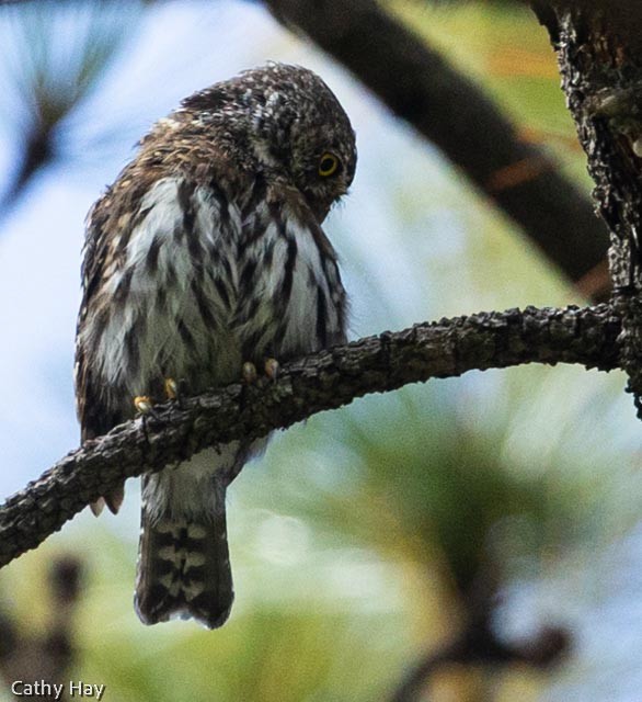 Northern Pygmy-Owl (Mountain) - Cathy Hay