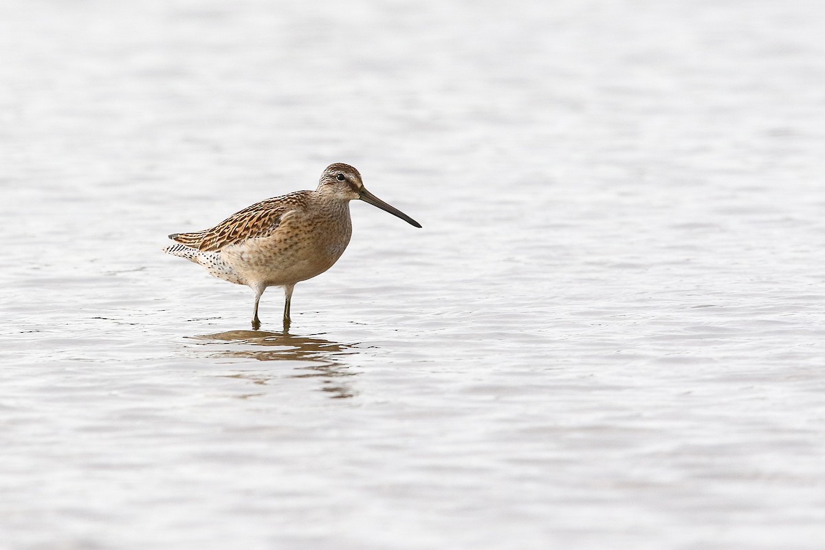 Short-billed Dowitcher - Victor Stoll