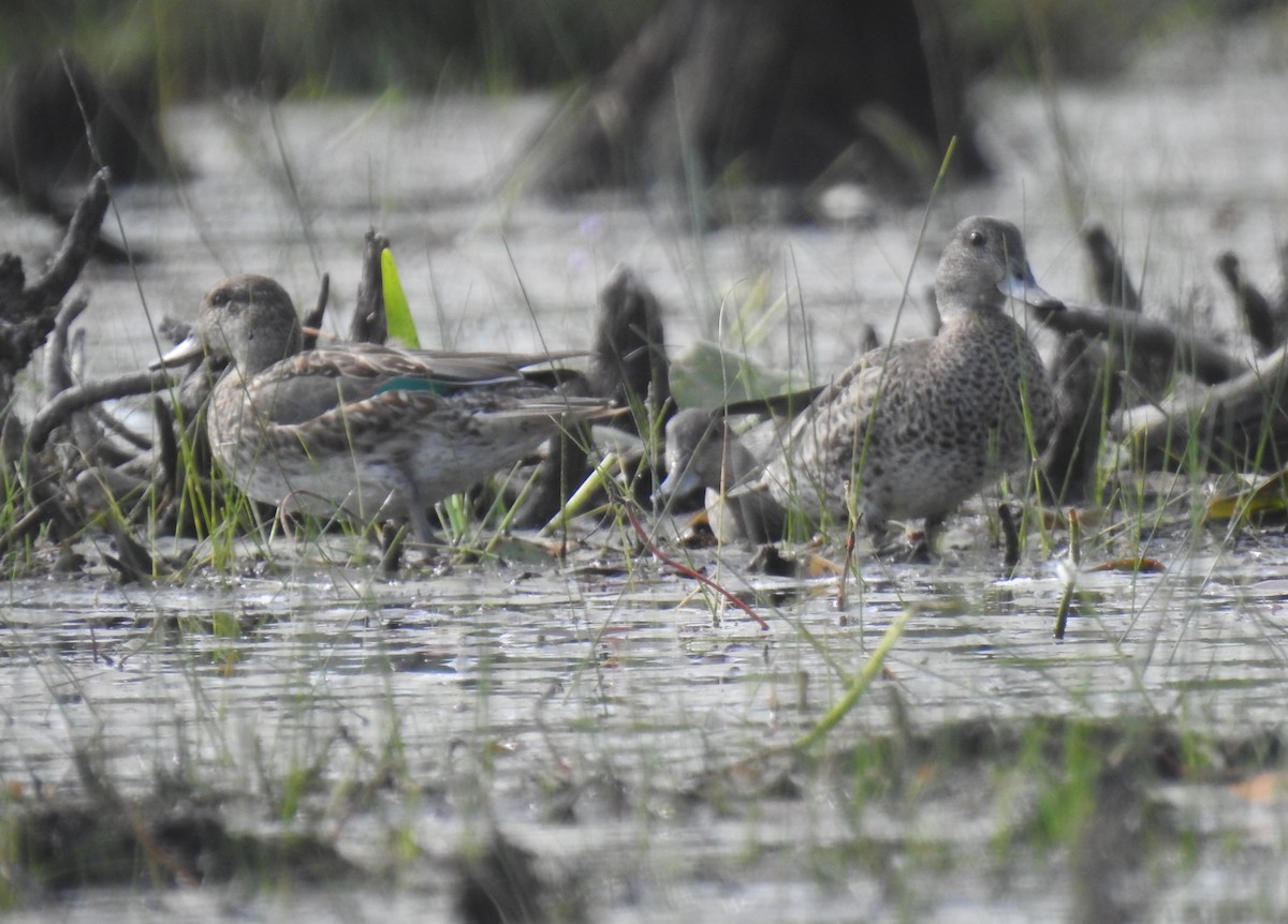 Green-winged Teal - ML481193361