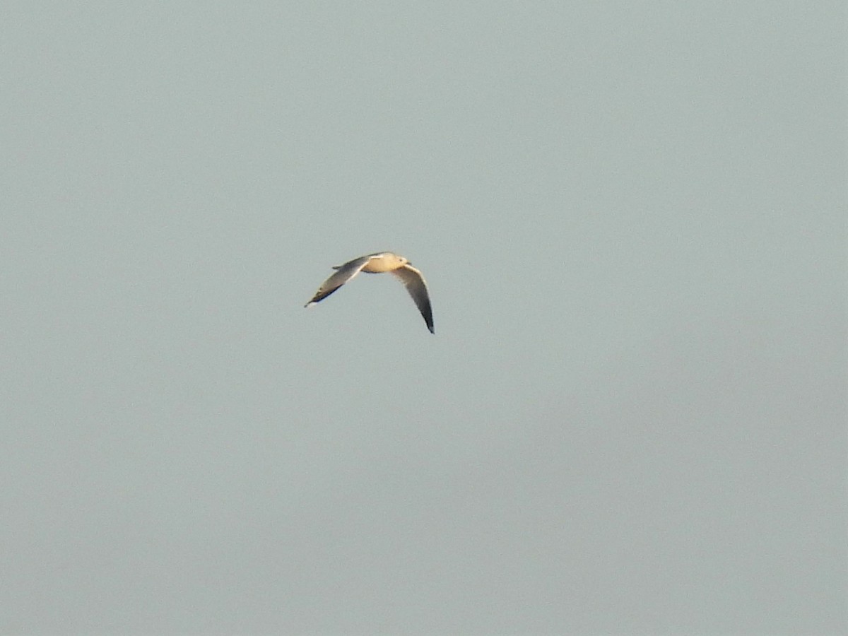 Common Gull (European) - ML481194041