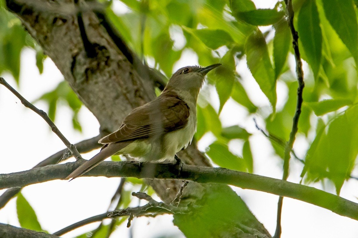 Black-billed Cuckoo - ML481194351