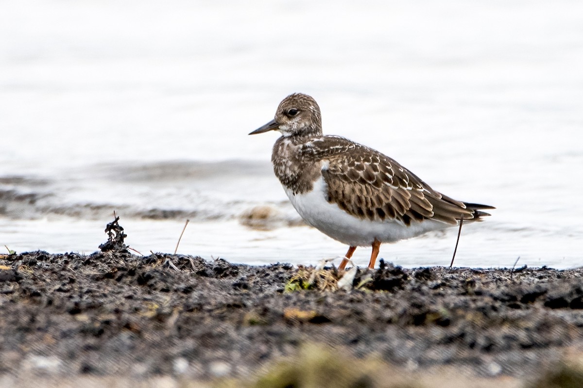 Ruddy Turnstone - ML481194701