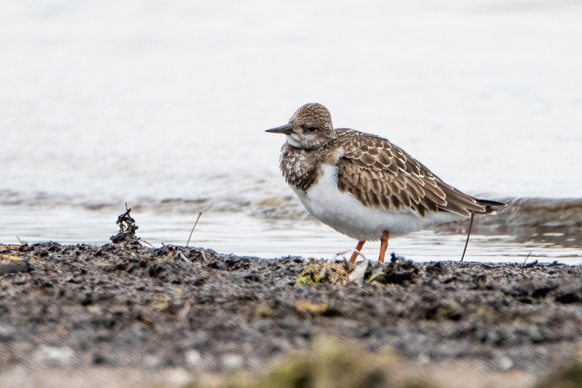 Ruddy Turnstone - ML481194711