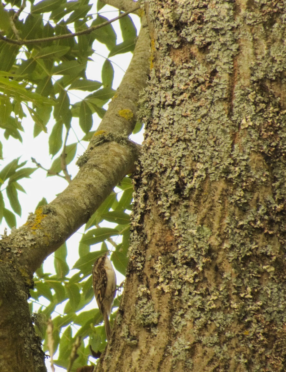 Eurasian Treecreeper - Kent Warner