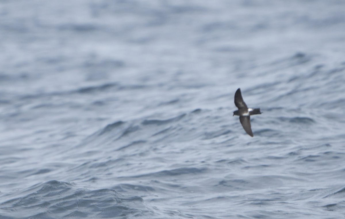 Elliot's Storm-Petrel - ML481197261