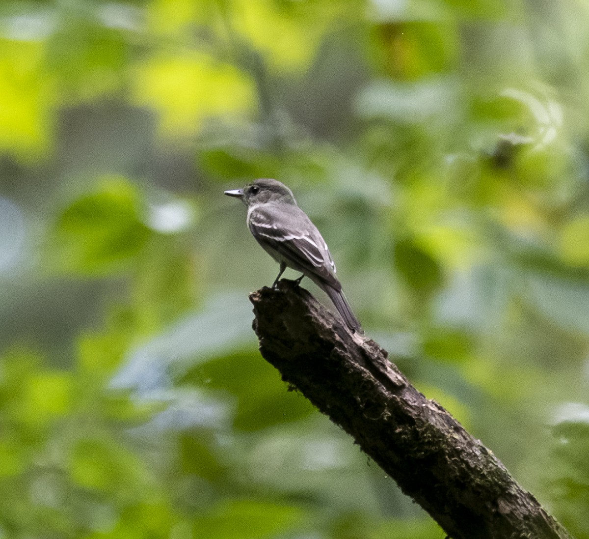 Eastern Wood-Pewee - ML481199011