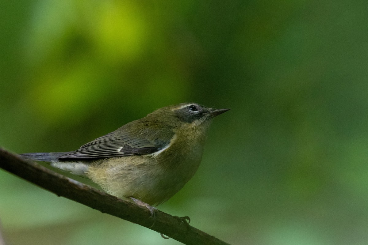 Black-throated Blue Warbler - ML481199141