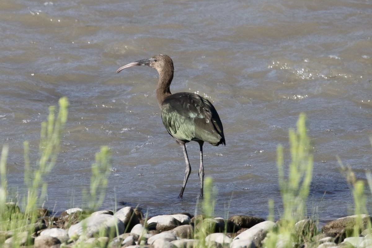 White-faced Ibis - ML481200851
