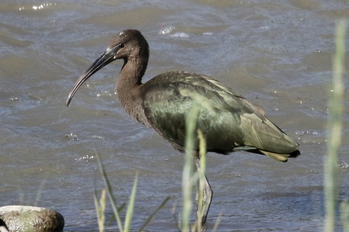 White-faced Ibis - ML481200941