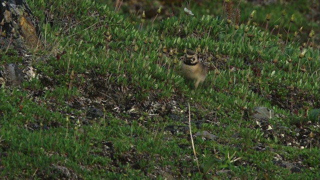 Horned Lark - ML481201