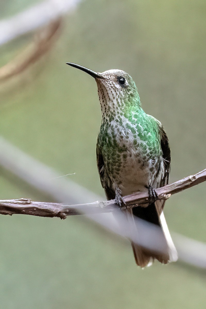 Speckled Hummingbird - James Hoagland