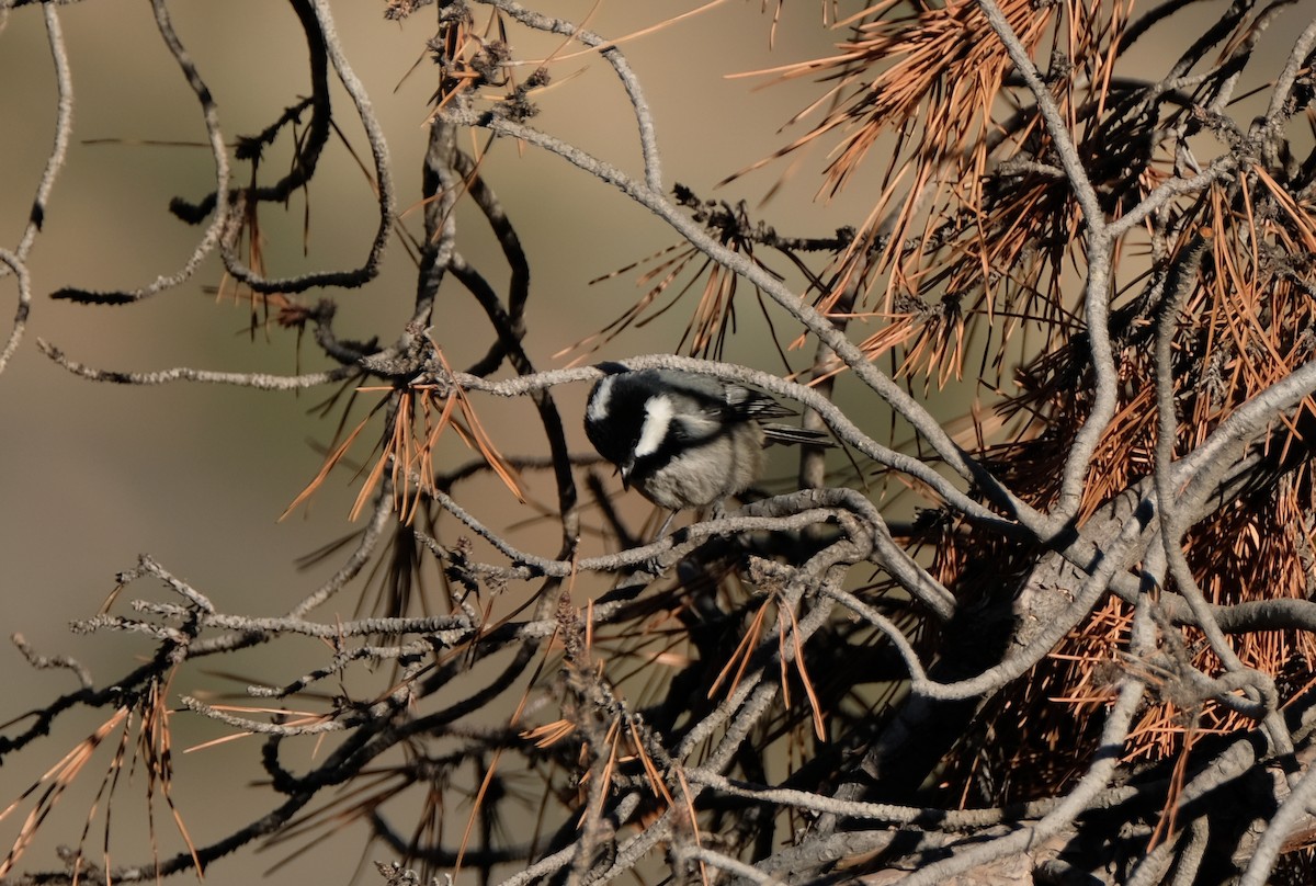 Coal Tit - ML481202111