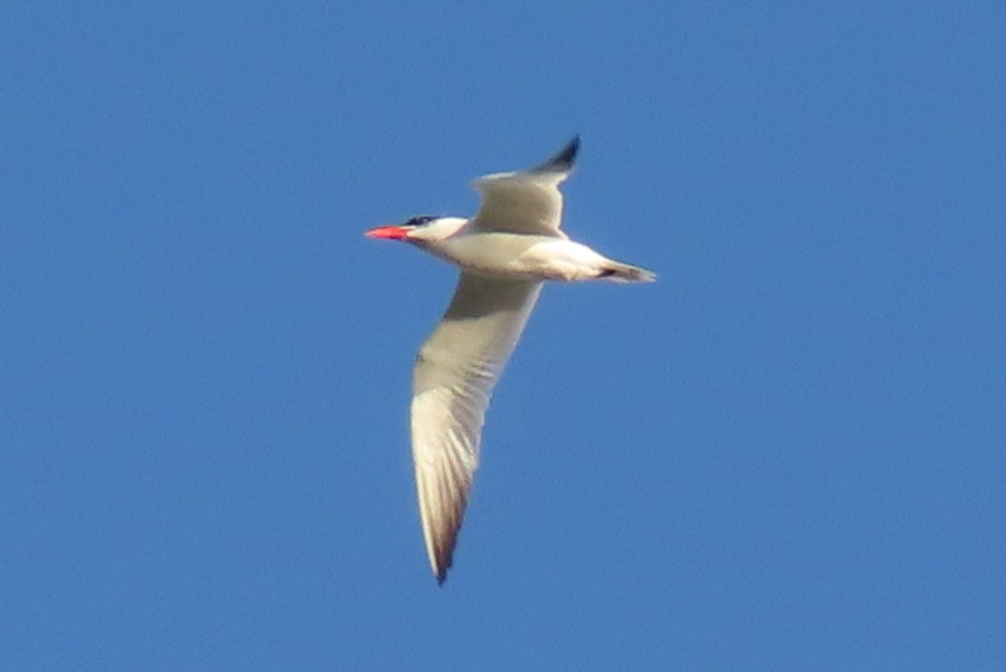 Caspian Tern - ML481202801