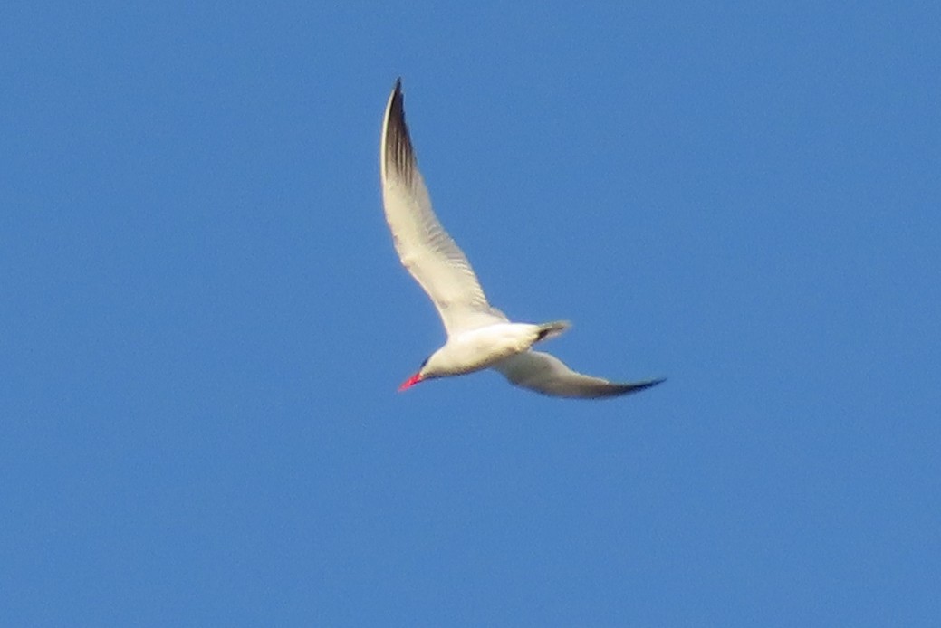 Caspian Tern - ML481202811