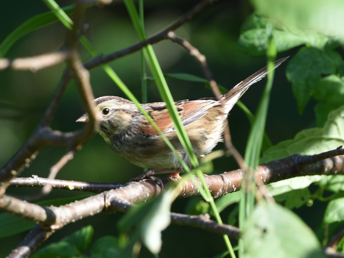 Swamp Sparrow - ML481203171