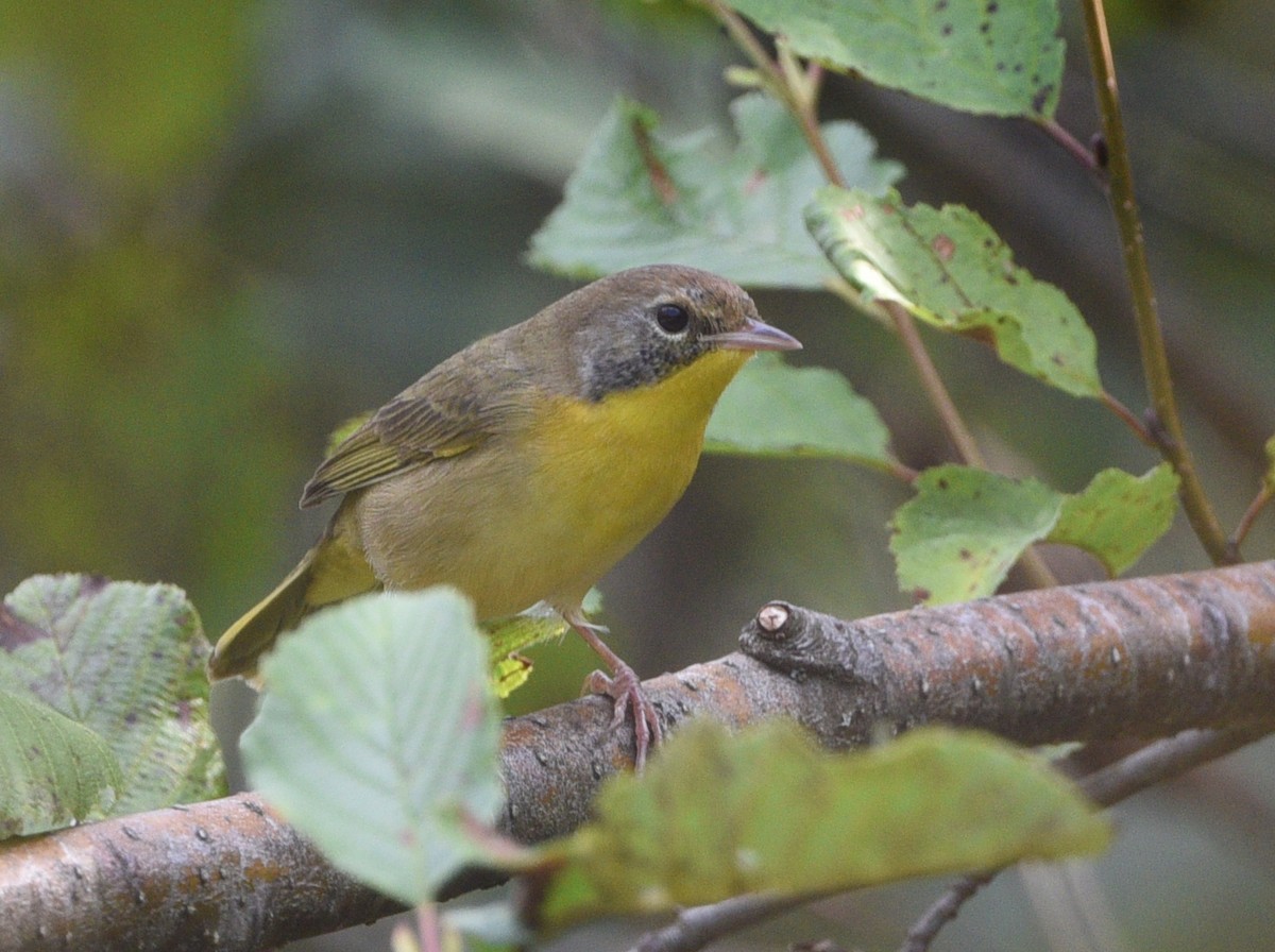 Common Yellowthroat - Wendy Hill