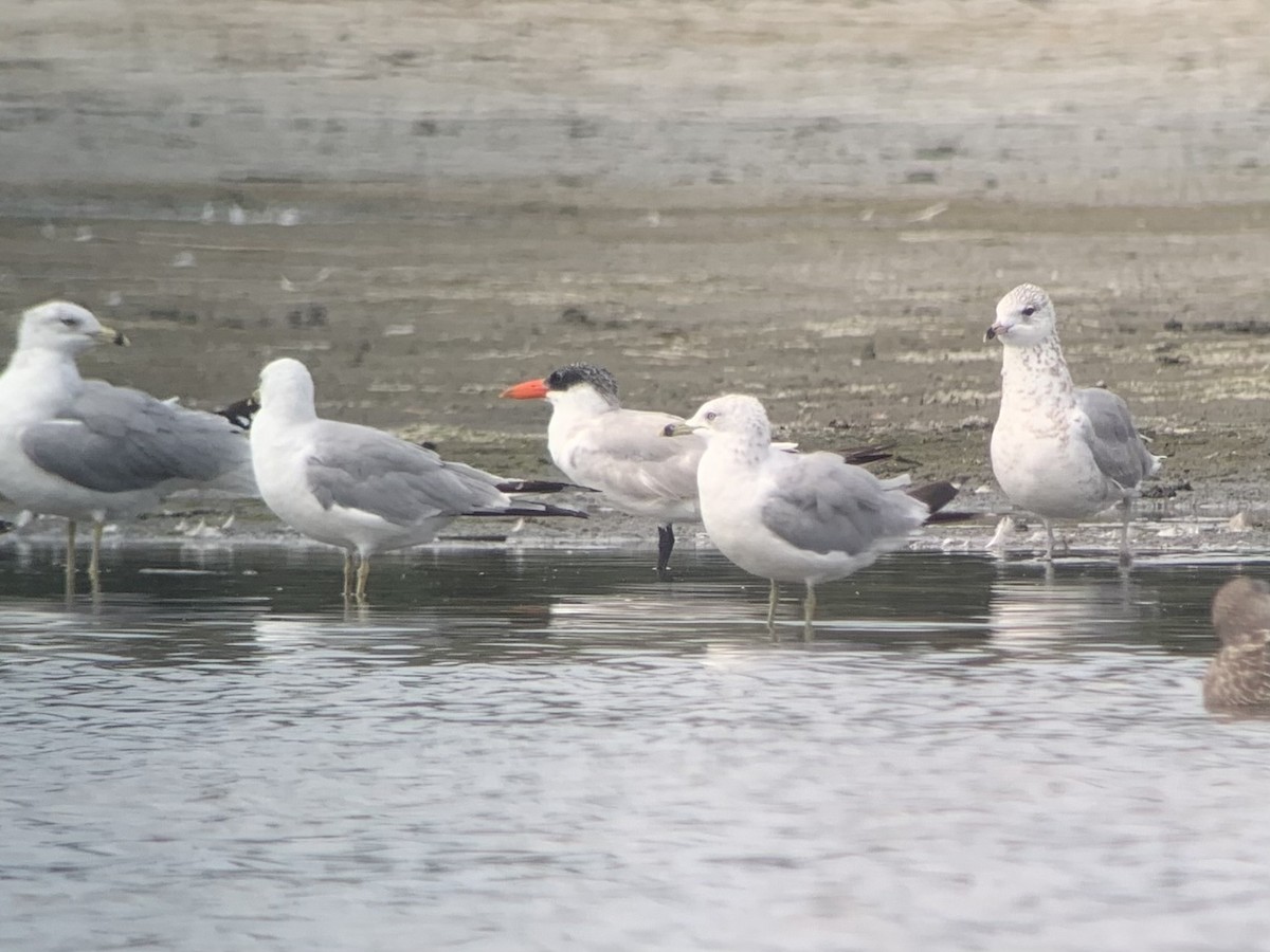 Caspian Tern - ML481203941