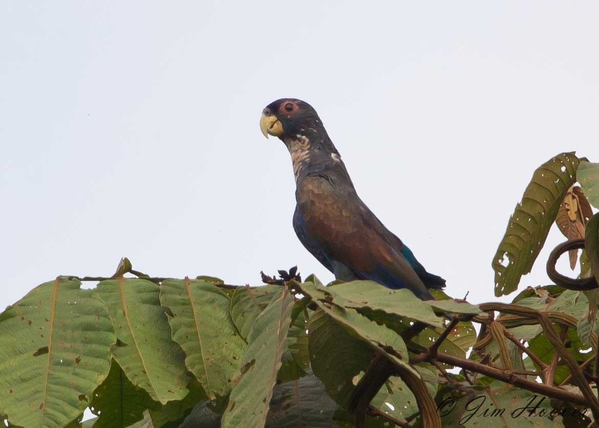 Bronze-winged Parrot - ML481204121