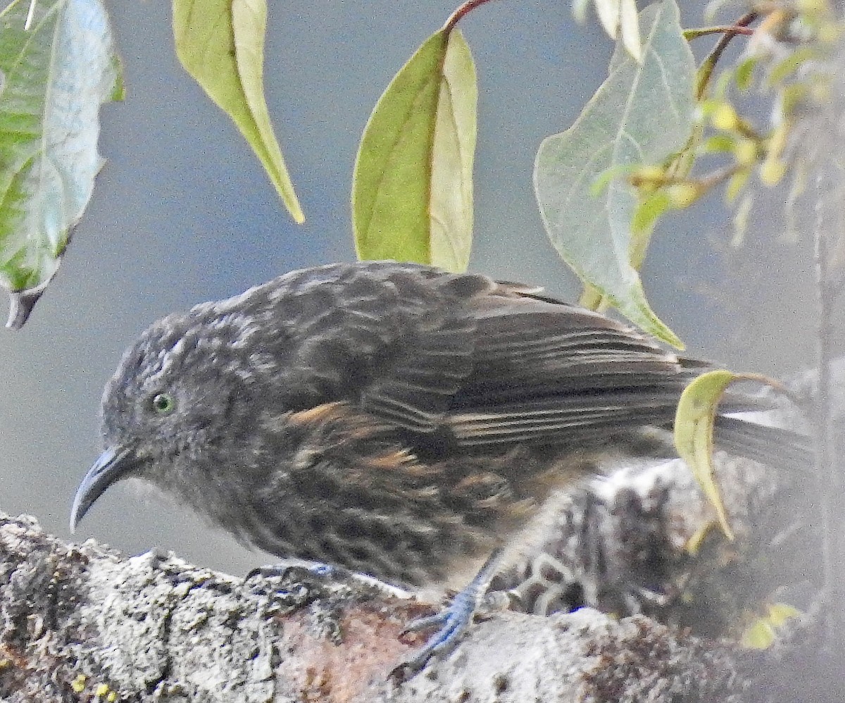 Gray-streaked Honeyeater - Suzette Stitely