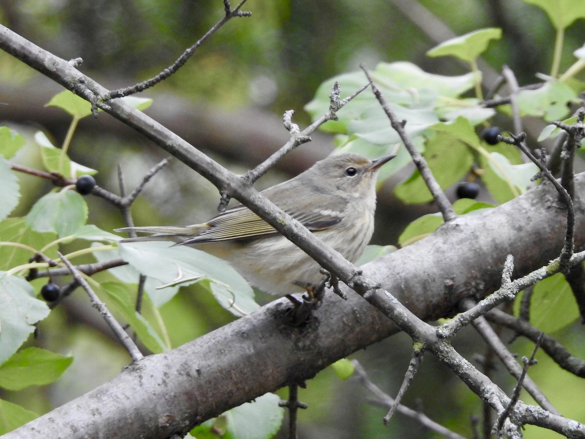 Cape May Warbler - ML481205581