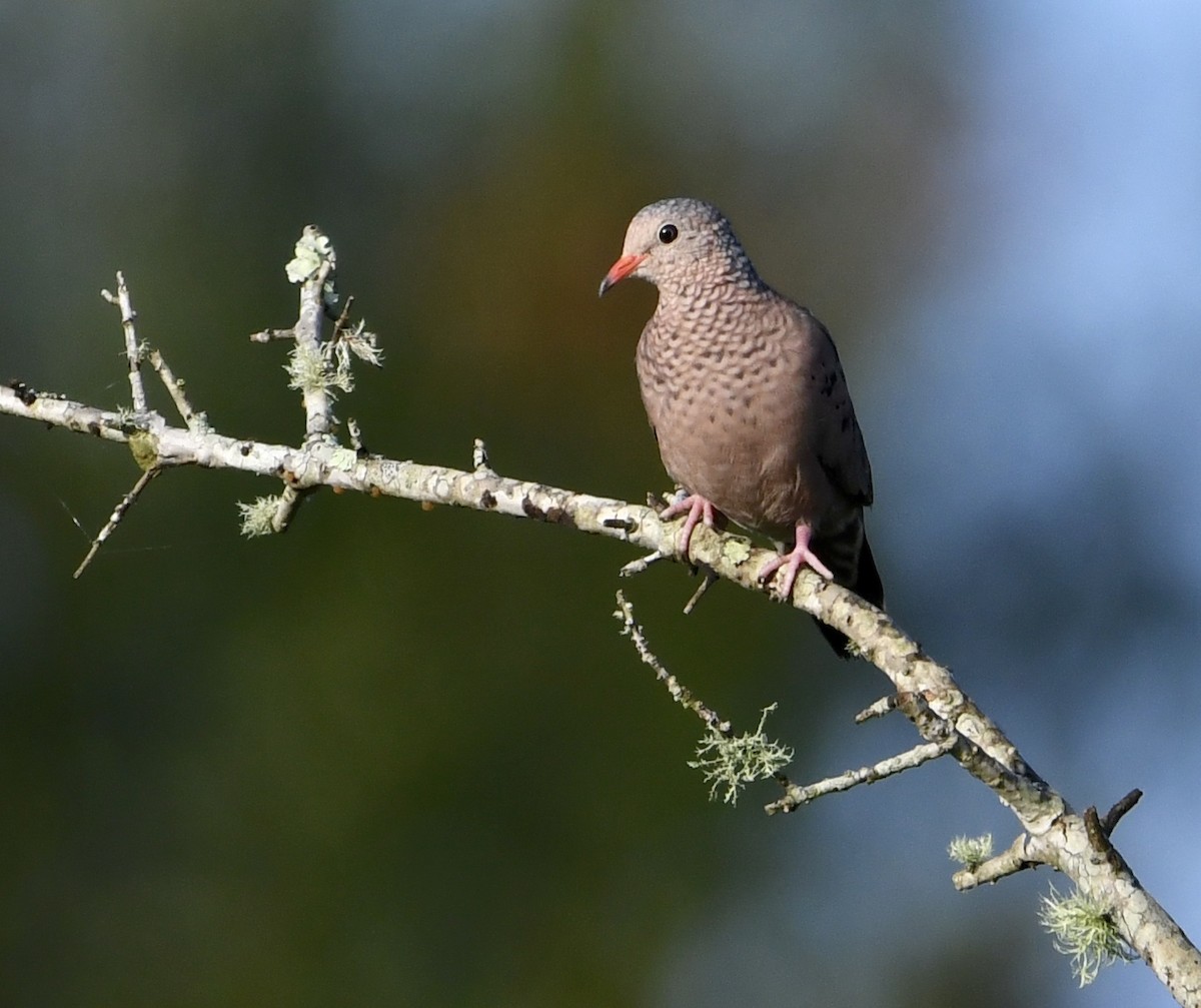 Common Ground Dove - ML481206071