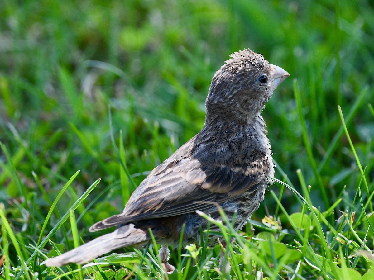 House Finch - ML481206871