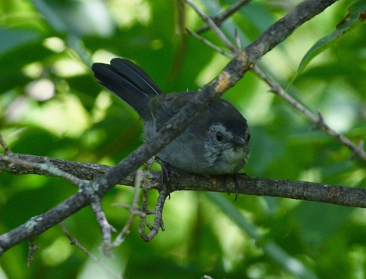 Pájaro Gato Gris - ML481207441