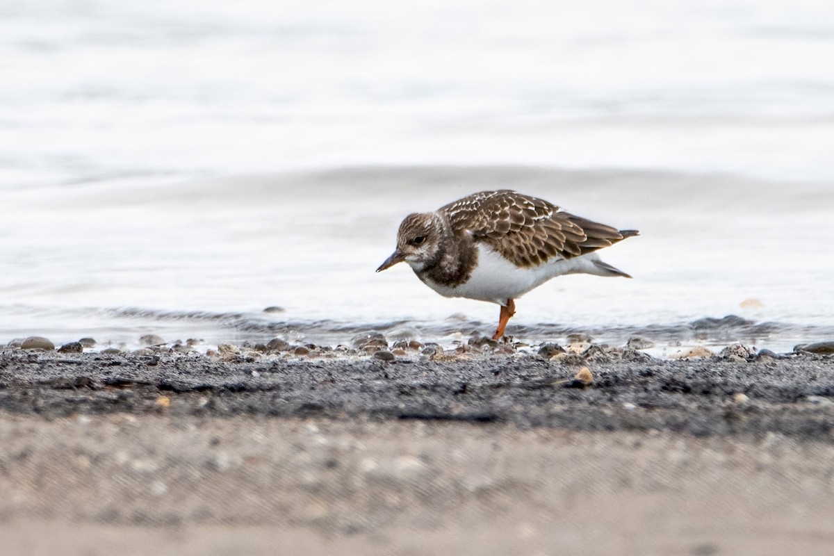 Ruddy Turnstone - ML481207631