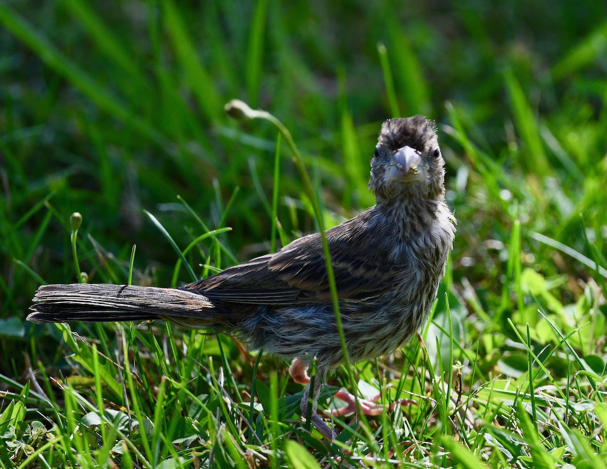 House Finch - ML481207991