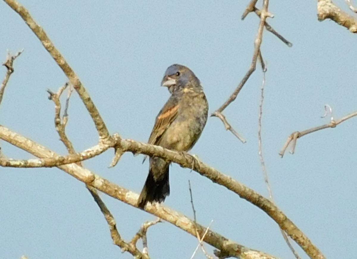 Blue Grosbeak - Kathy Rhodes