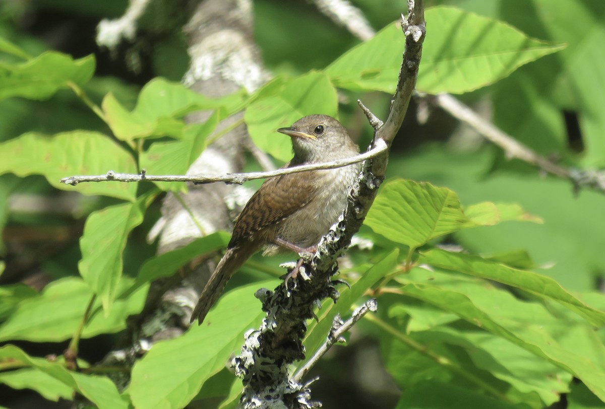 House Wren - ML481209281