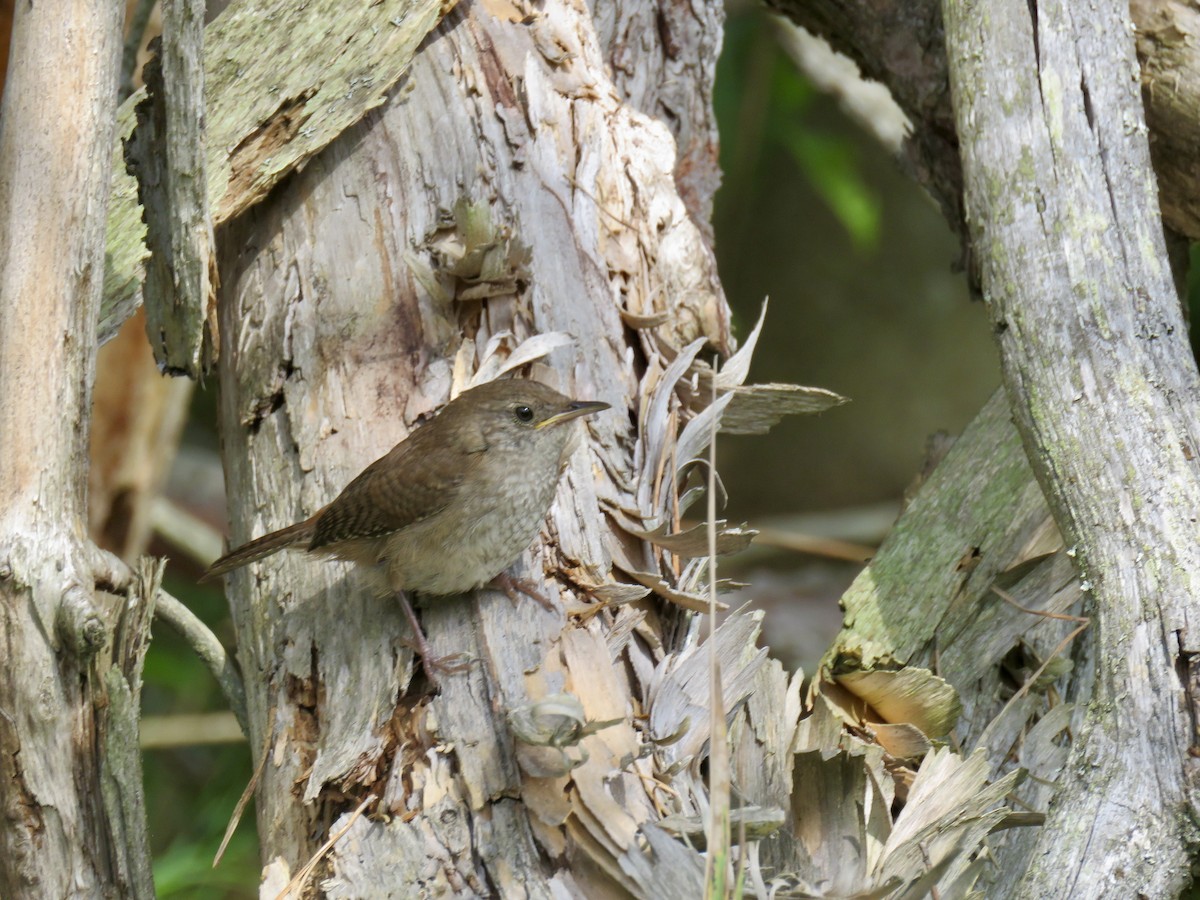 Northern House Wren - ML481209301