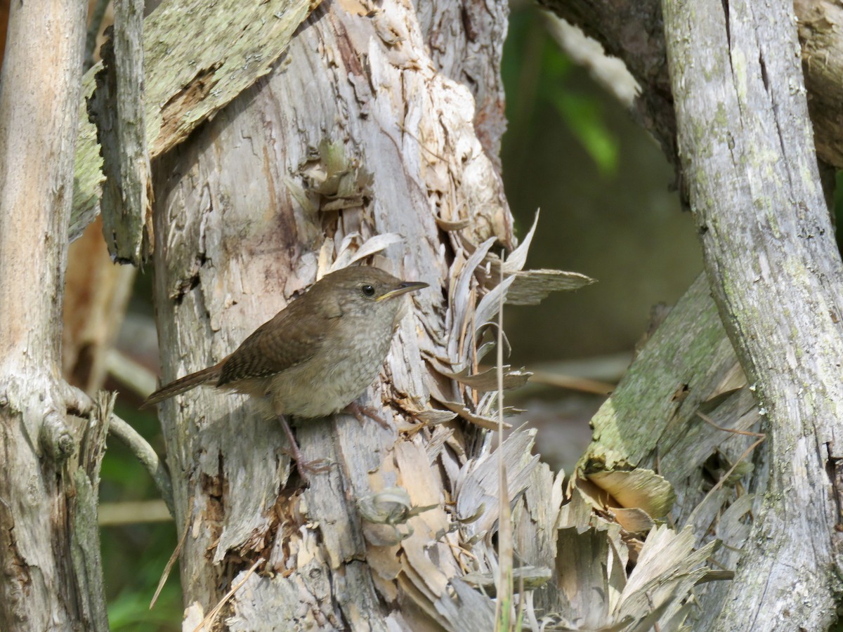 House Wren - ML481209301