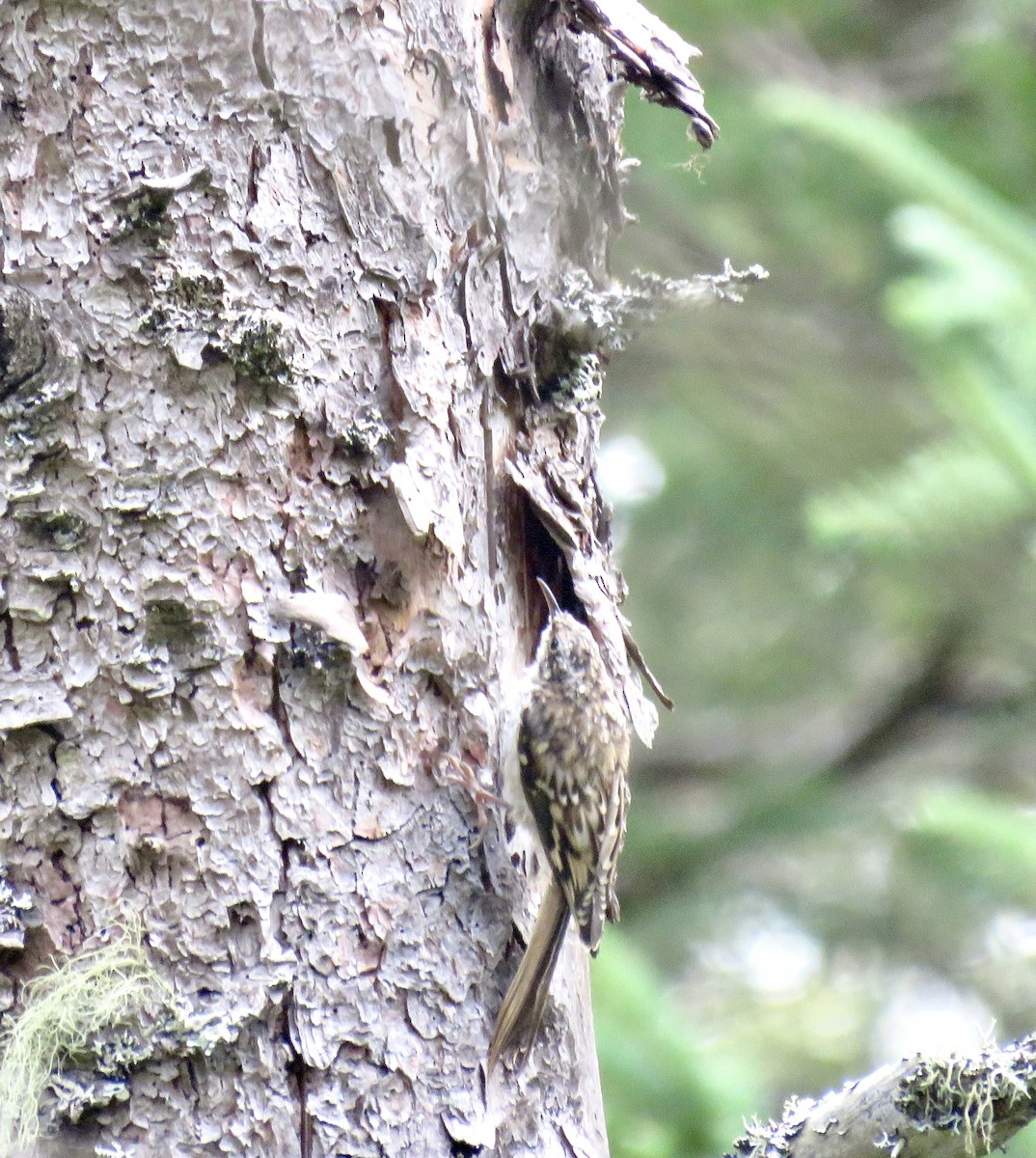 Brown Creeper - ML481209641