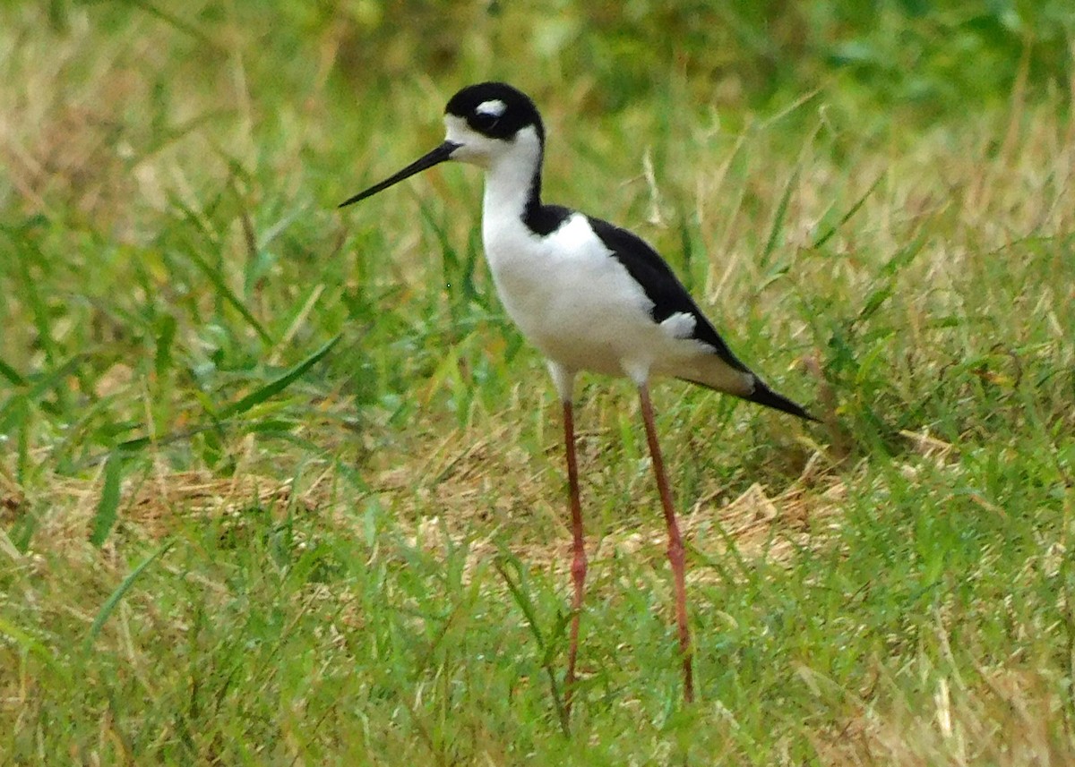 Cigüeñuela Cuellinegra - ML481210041