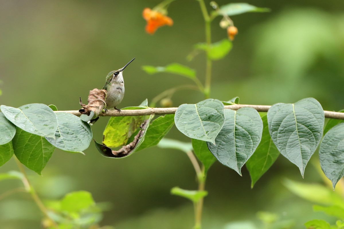 rubinstrupekolibri - ML481210751