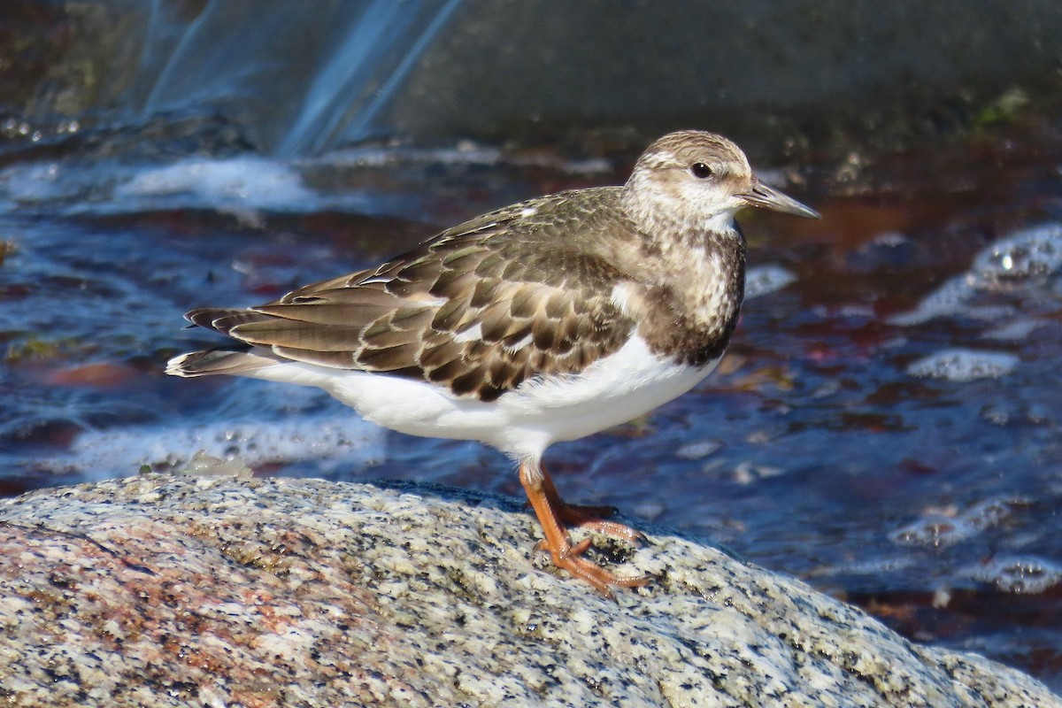 Ruddy Turnstone - Robert Keereweer