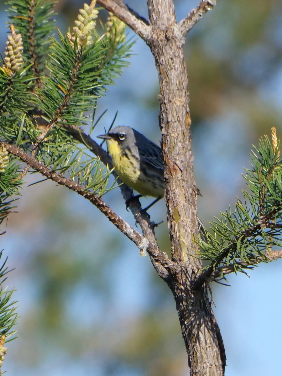 Kirtland's Warbler - Nancy Houlihan