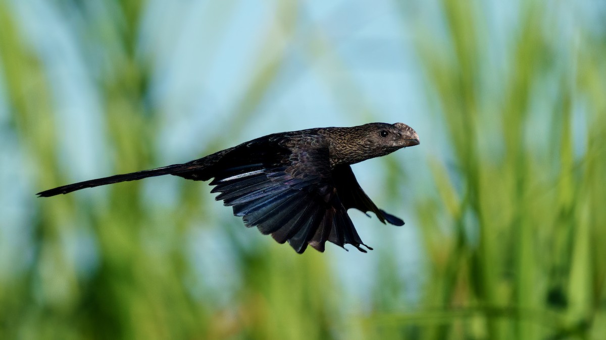 Smooth-billed Ani - ML481213751