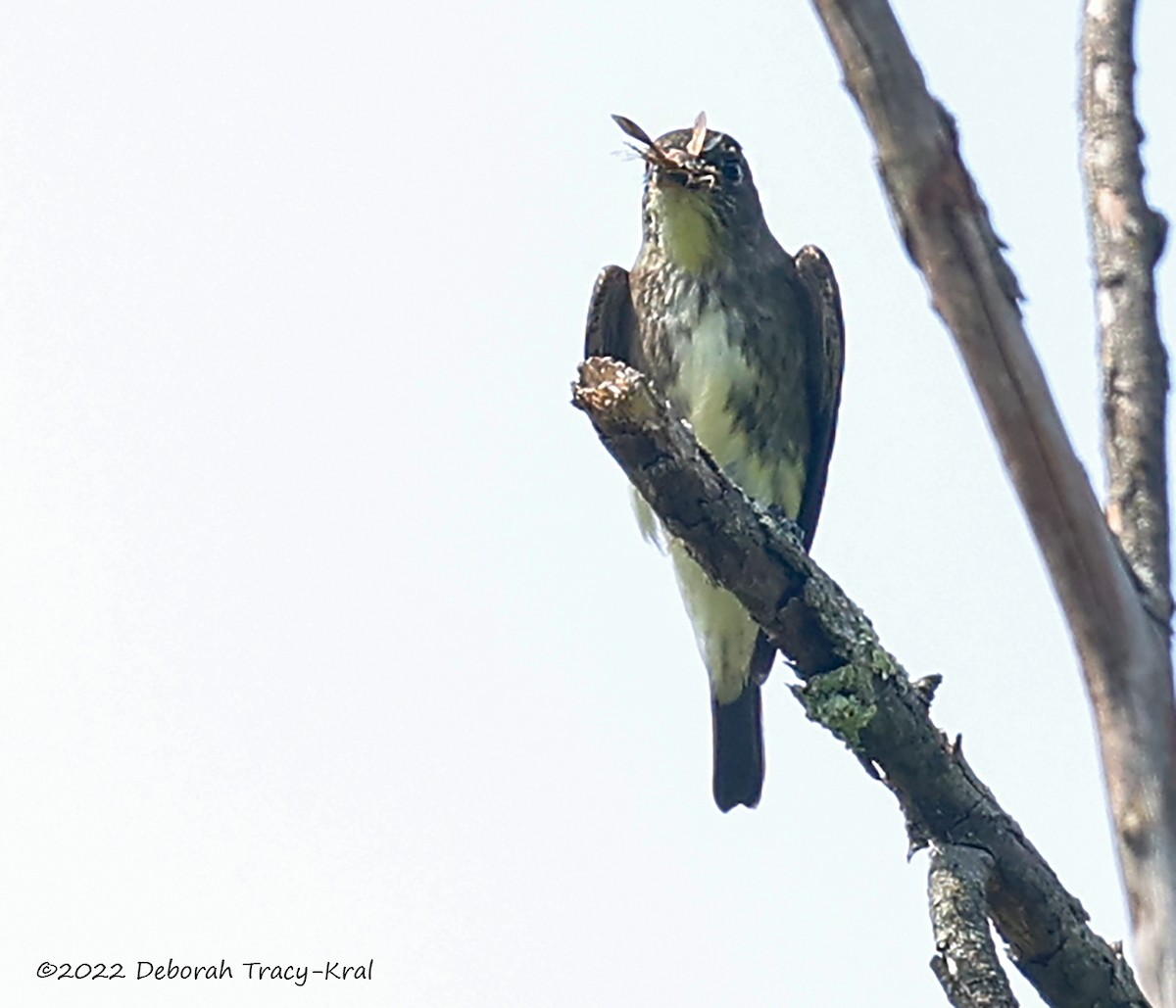 Olive-sided Flycatcher - ML481214041