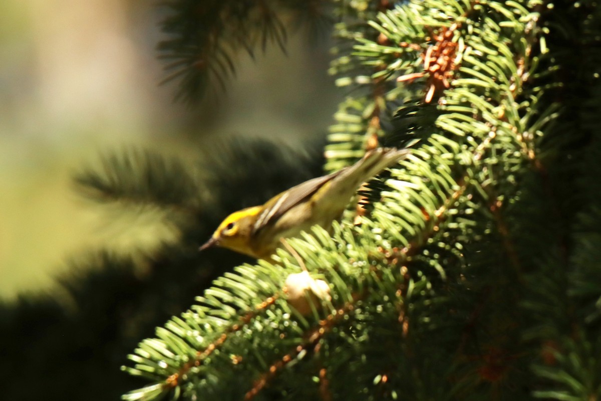 Townsend's Warbler - ML481214731